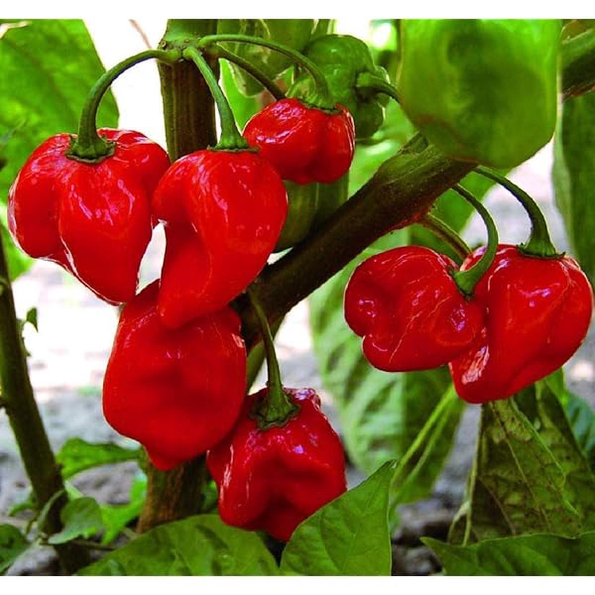 Carolina Reaper Red Pepper Seeds for Planting Hot Chili Organic Seeds