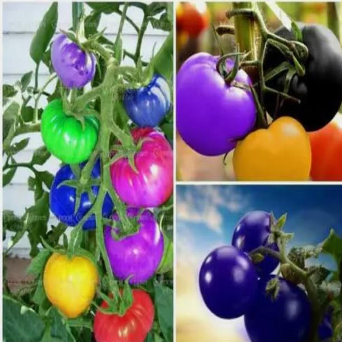 Tomato Seeds (Multi-Colored)  Fresh Vegetable Seeds for Planting Colorful Tomatoes
