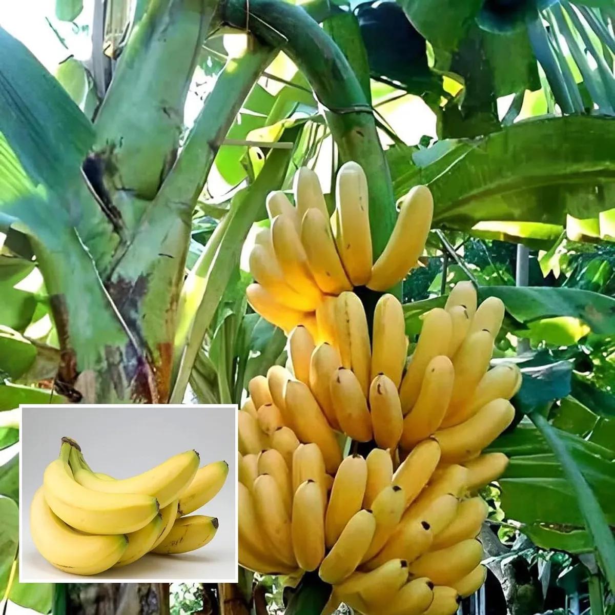 Banana Fruit Seeds for Planting - White Variety for Sweet Garden Bananas