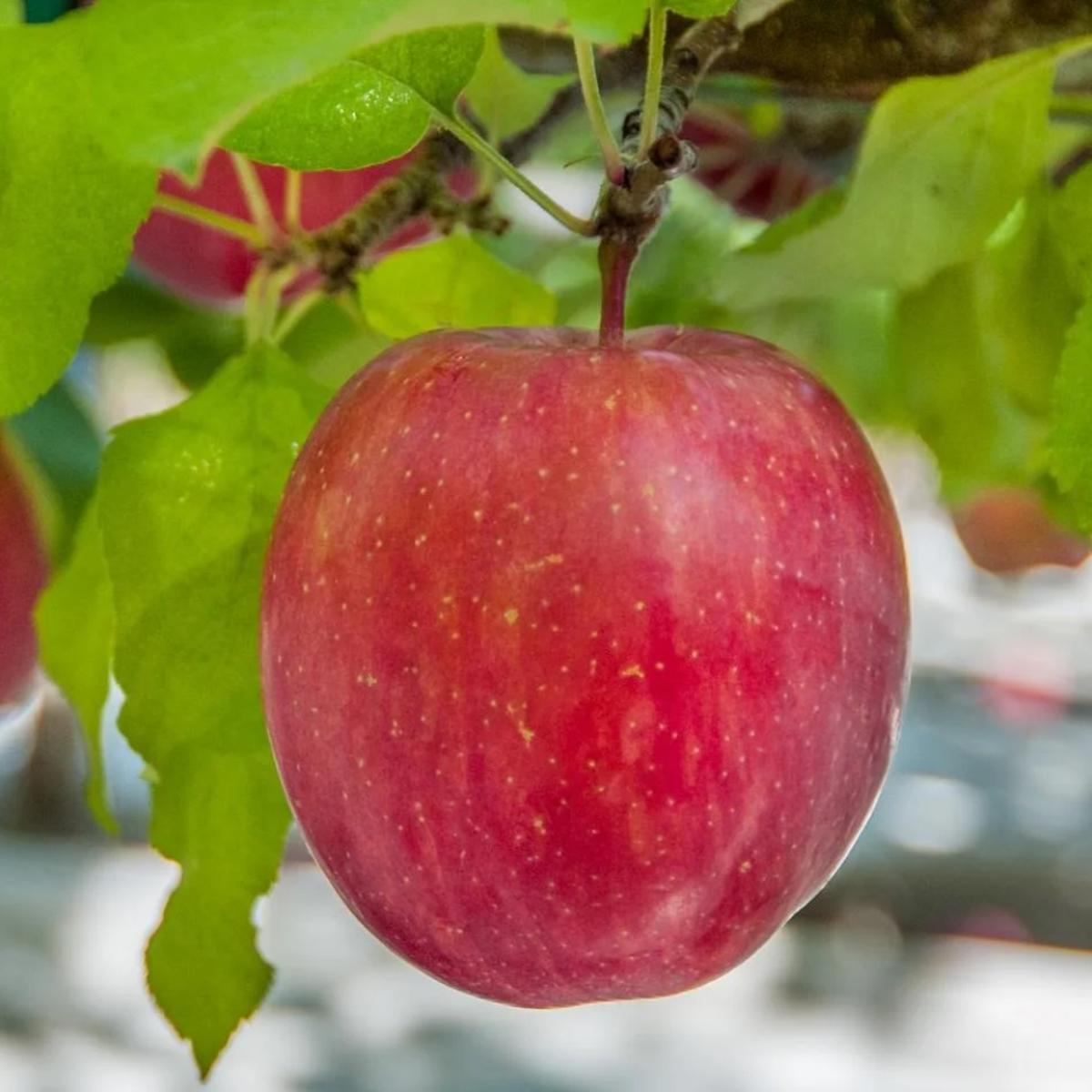 Bi-Color & Striped Apples Fruit Seeds for Planting - A Small Batch of Classic Apple Seeds for Home Gardens