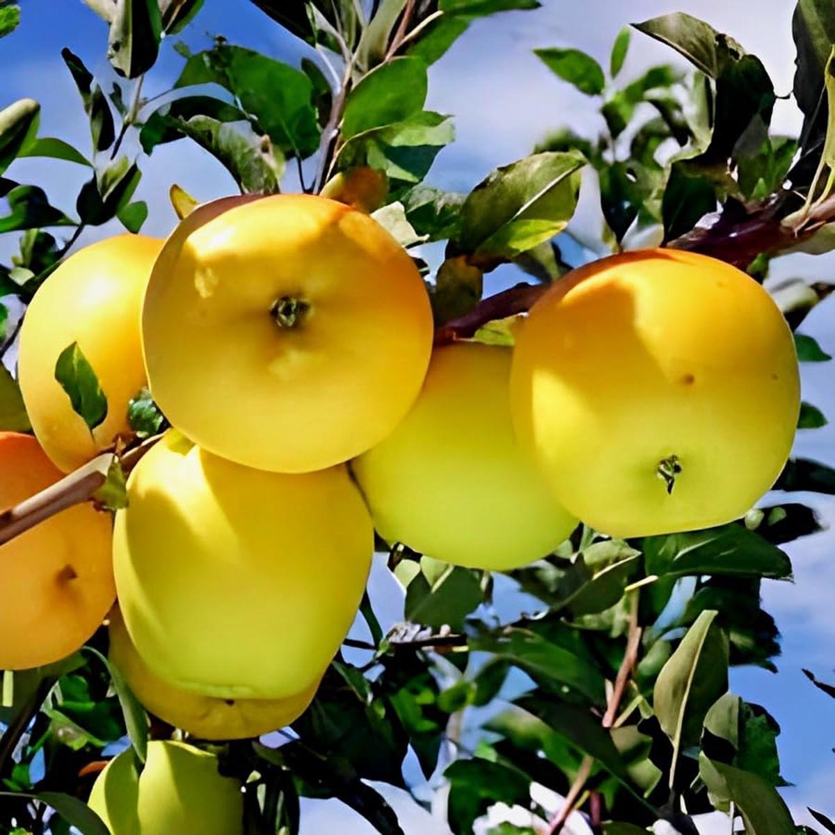 Apple Malus Domestica Yellow Fruit Seeds for Planting  Heirloom Variety for Indoor Pots and Outdoor Orchards