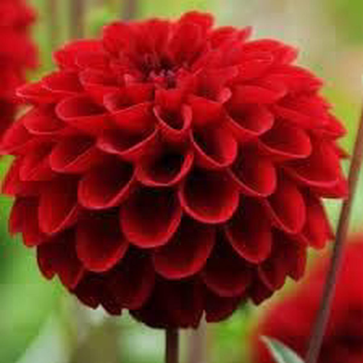Heirloom Non-GMO Dahlia Flower Seeds  Deep Red Blooms for Planting