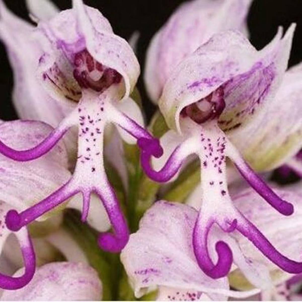 Heirloom Non-GMO Purple Orchis Italica Flower Seeds  Unique Helmet Orchid Blooms for Garden Planting