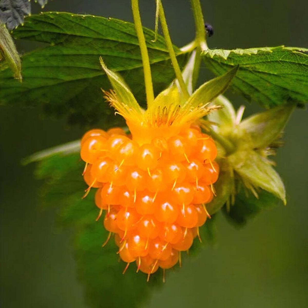 Berry Rubus Spectabilis Salmonberry Fruit Seeds for Planting  Native Variety for Pollinator Gardens and Backyard Harvest