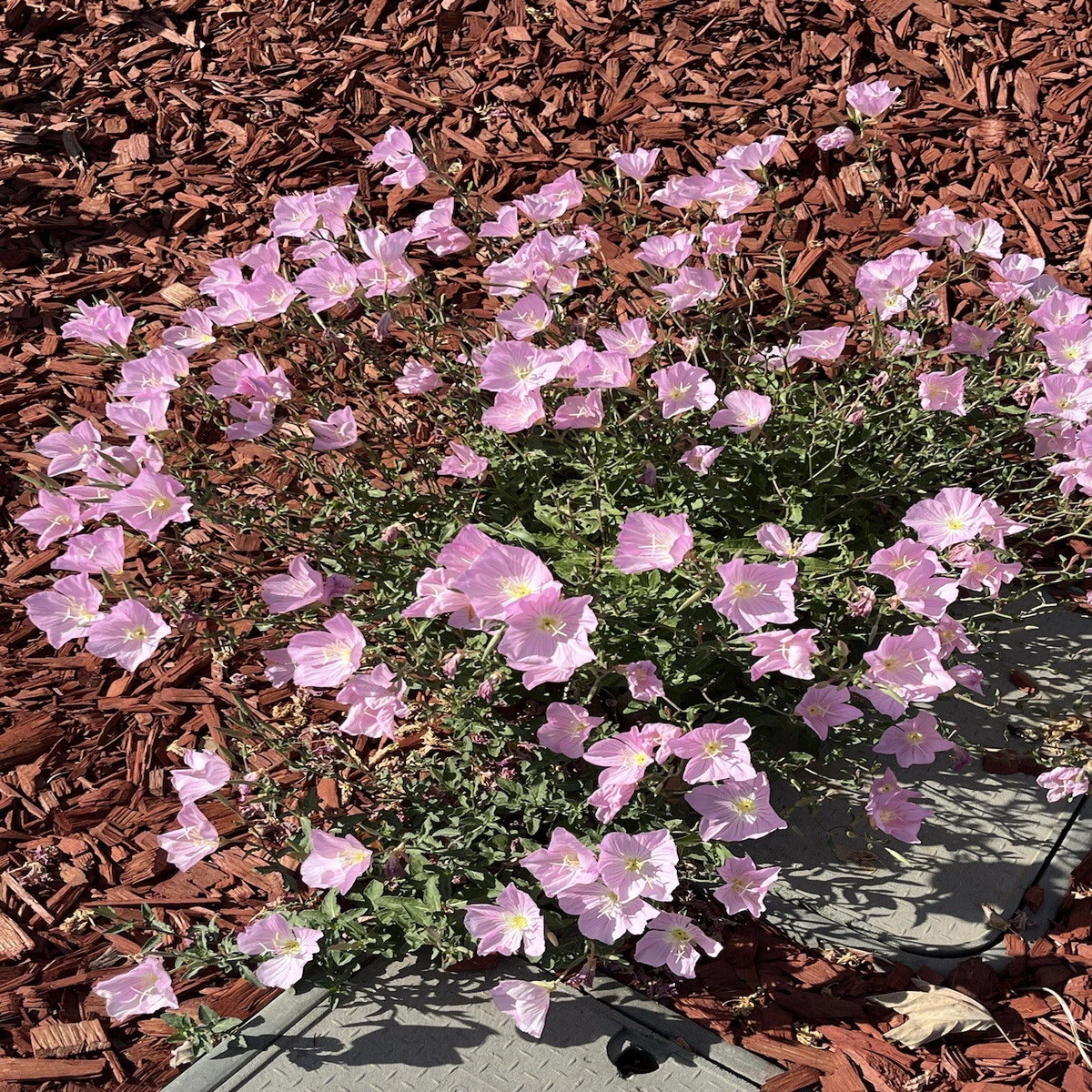 -Showy Evening Primrose Seeds Pink Ladies Amapola Mexican Primrose  Heirloom, Non-GMO, High Germination Organic Garden Seeds