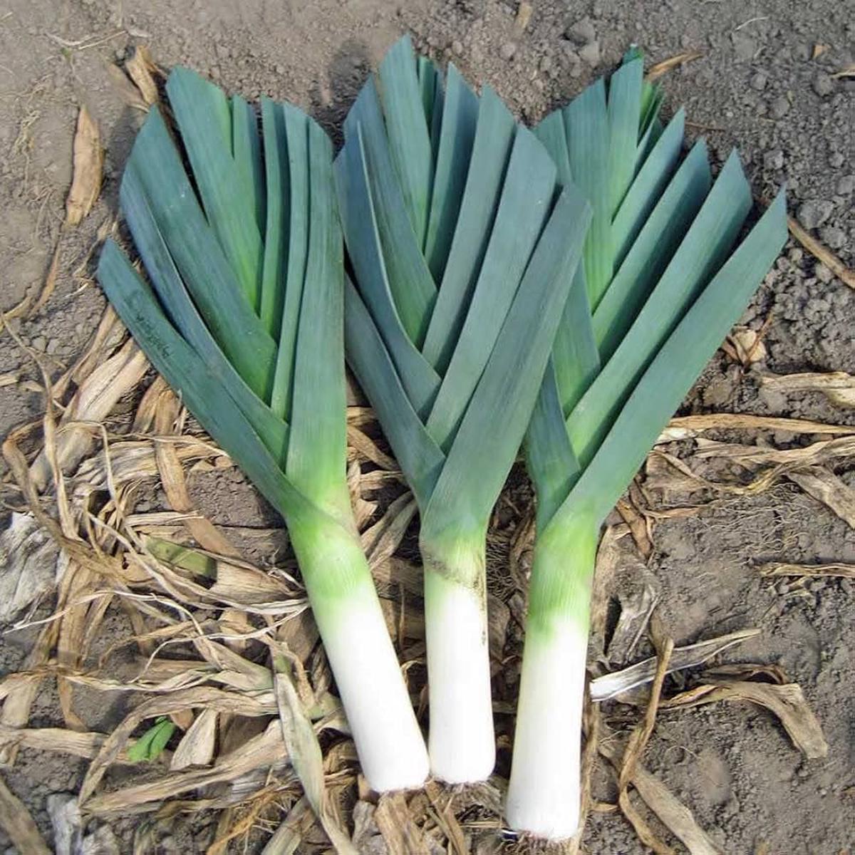American Flag Leek Allium ampeloprasum Seeds for Planting for Vegetable Patch