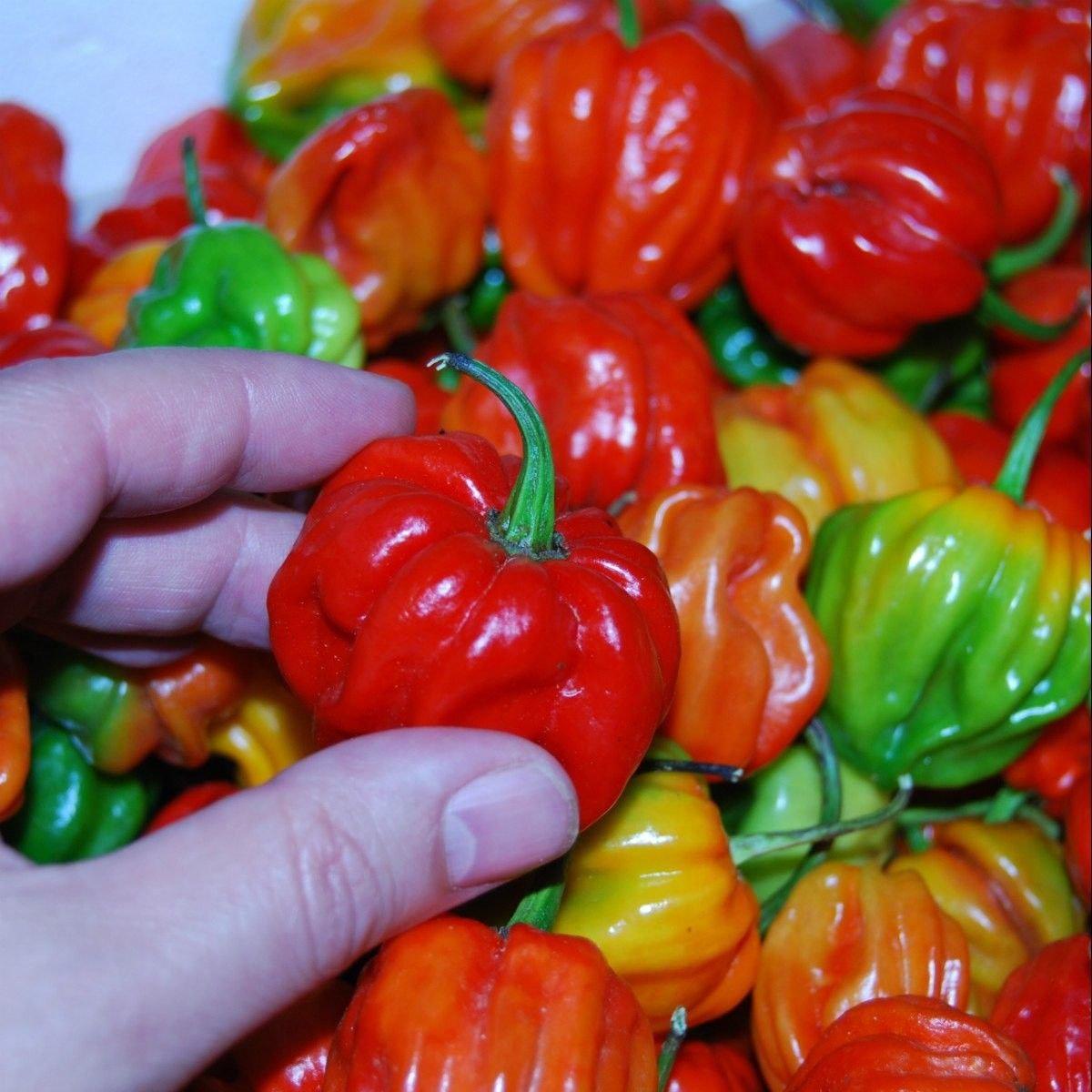 Aji Dulce Pepper Seeds  Sweet Venezuelan Heritage  Seeds