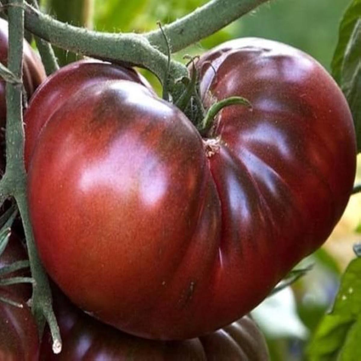 Amazon Chocolate Tomato Seeds ( Heirloom, Rare Fresh)