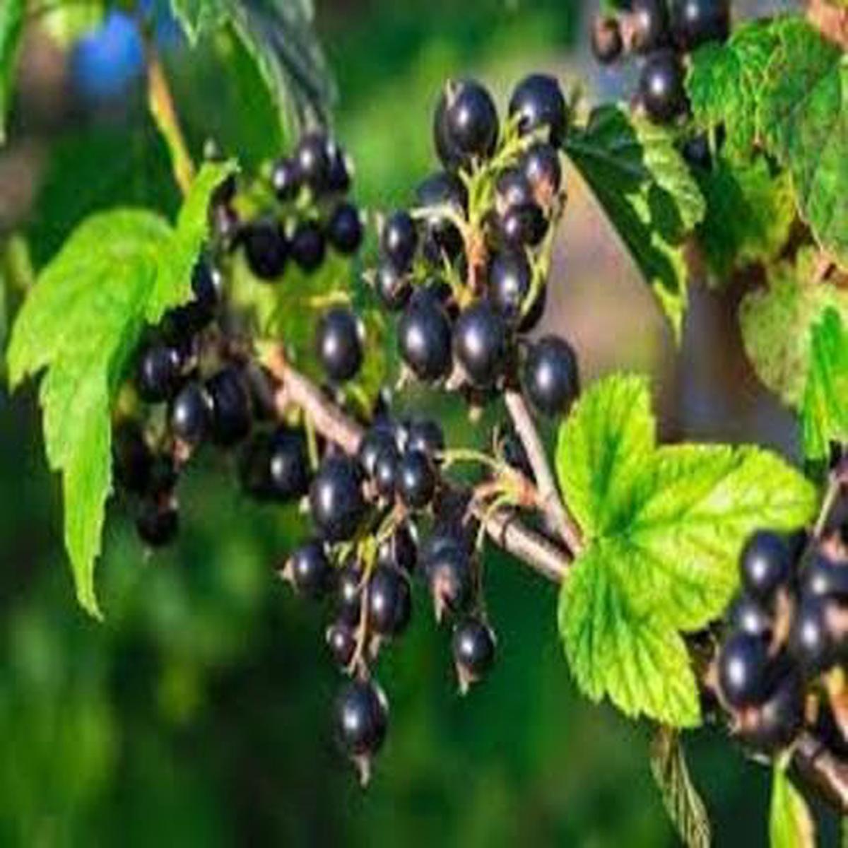 Blackcurrant Fruit Black - Heirloom, Non - Gmo Seeds