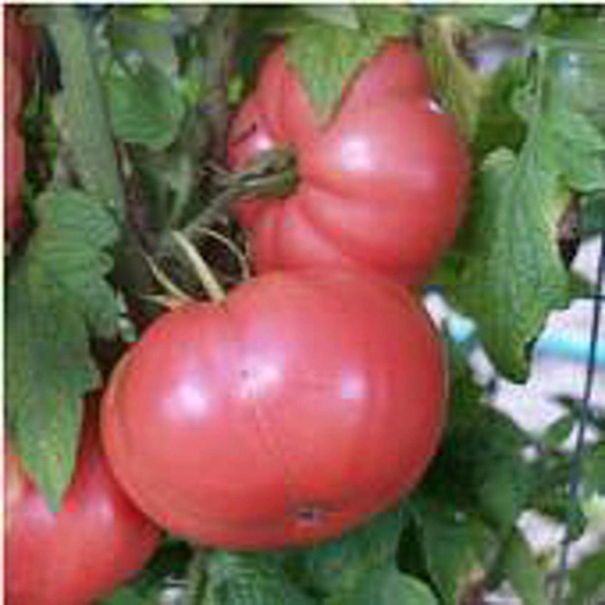 German Pink Tomato Seeds for Planting Solanum lycopersicum Vegetable Patch