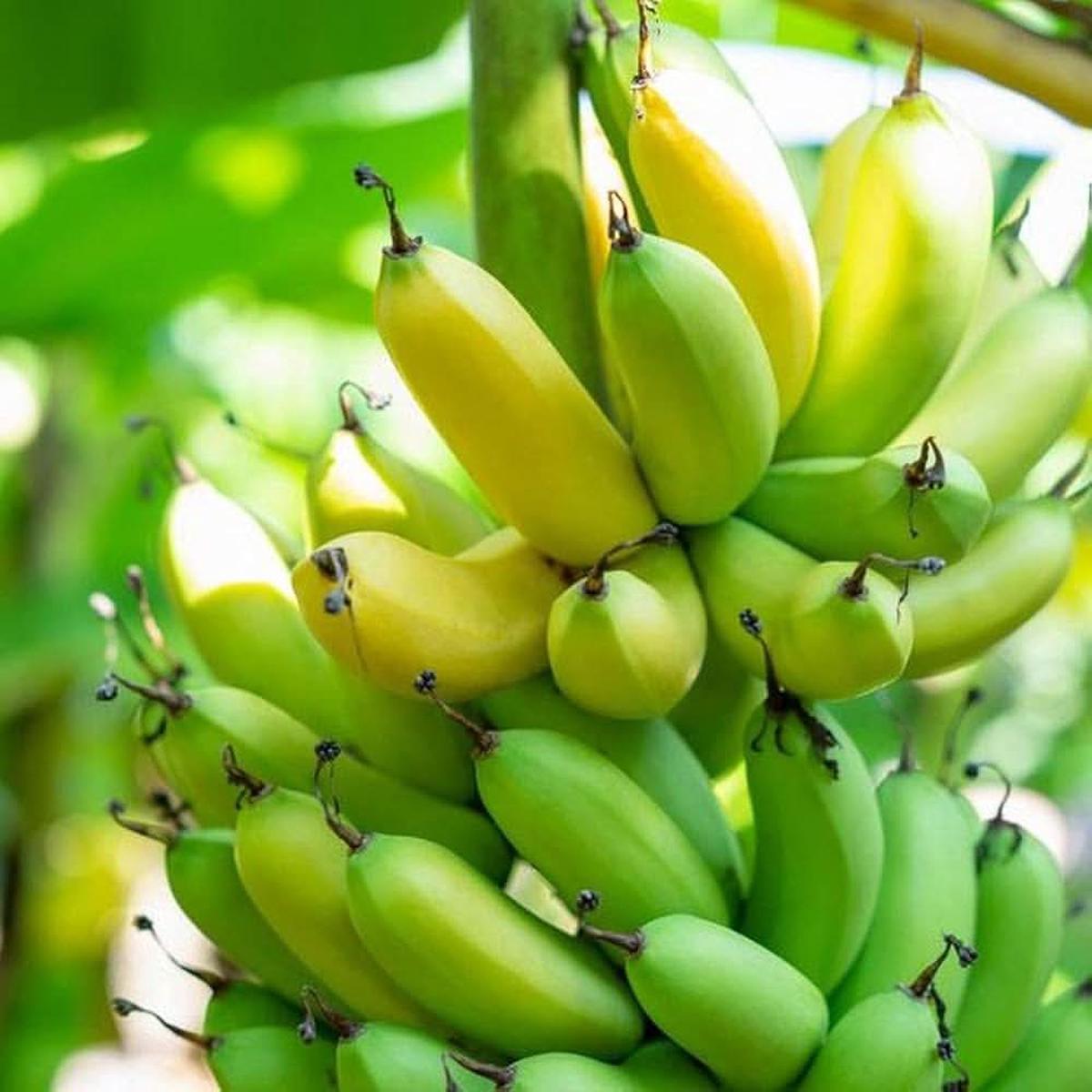 Banana Rare China Fruit Seeds for Home Garden Planting