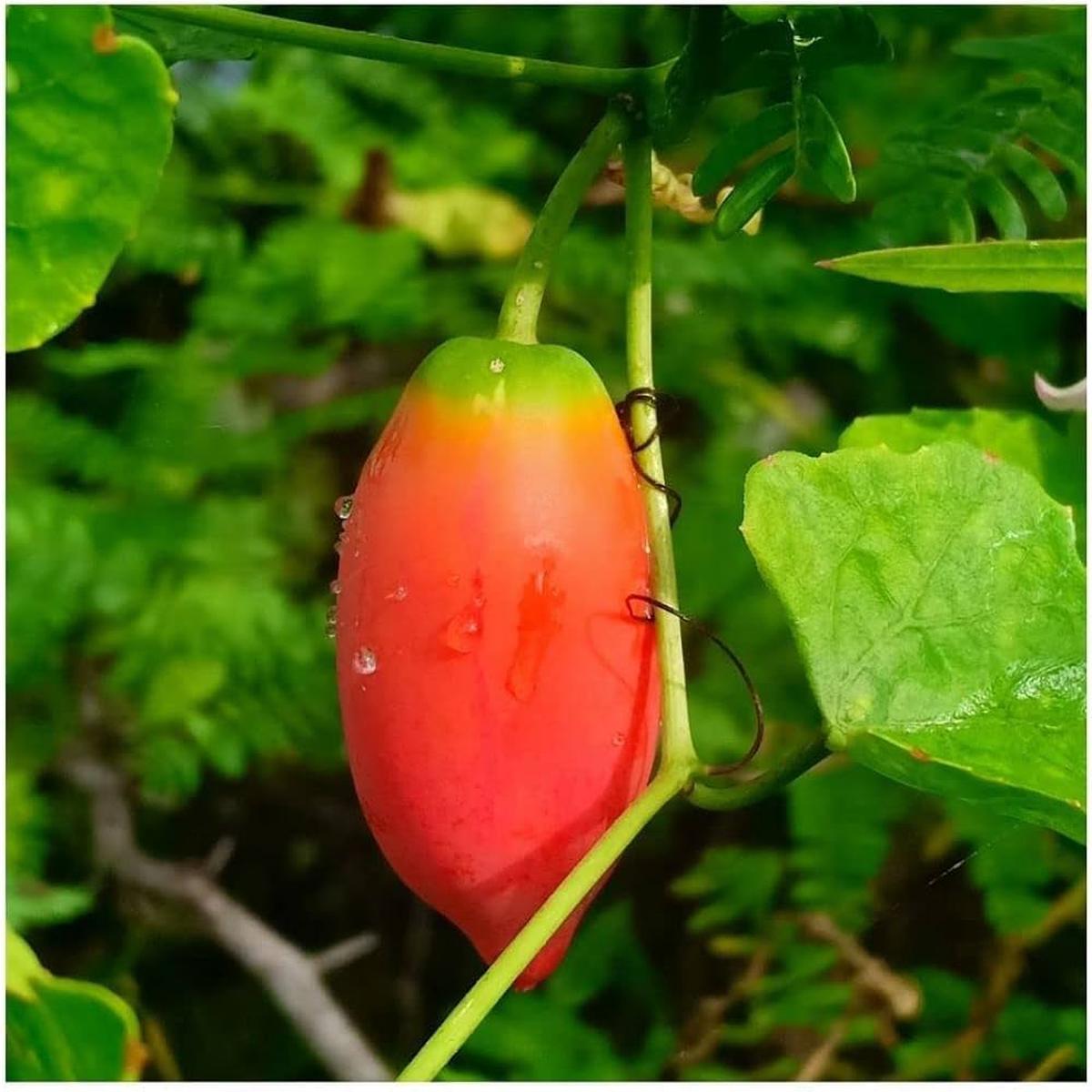 Coccinia Grandis Seeds for Planting Coccinia grandis for vegetable patches and tropical gardens