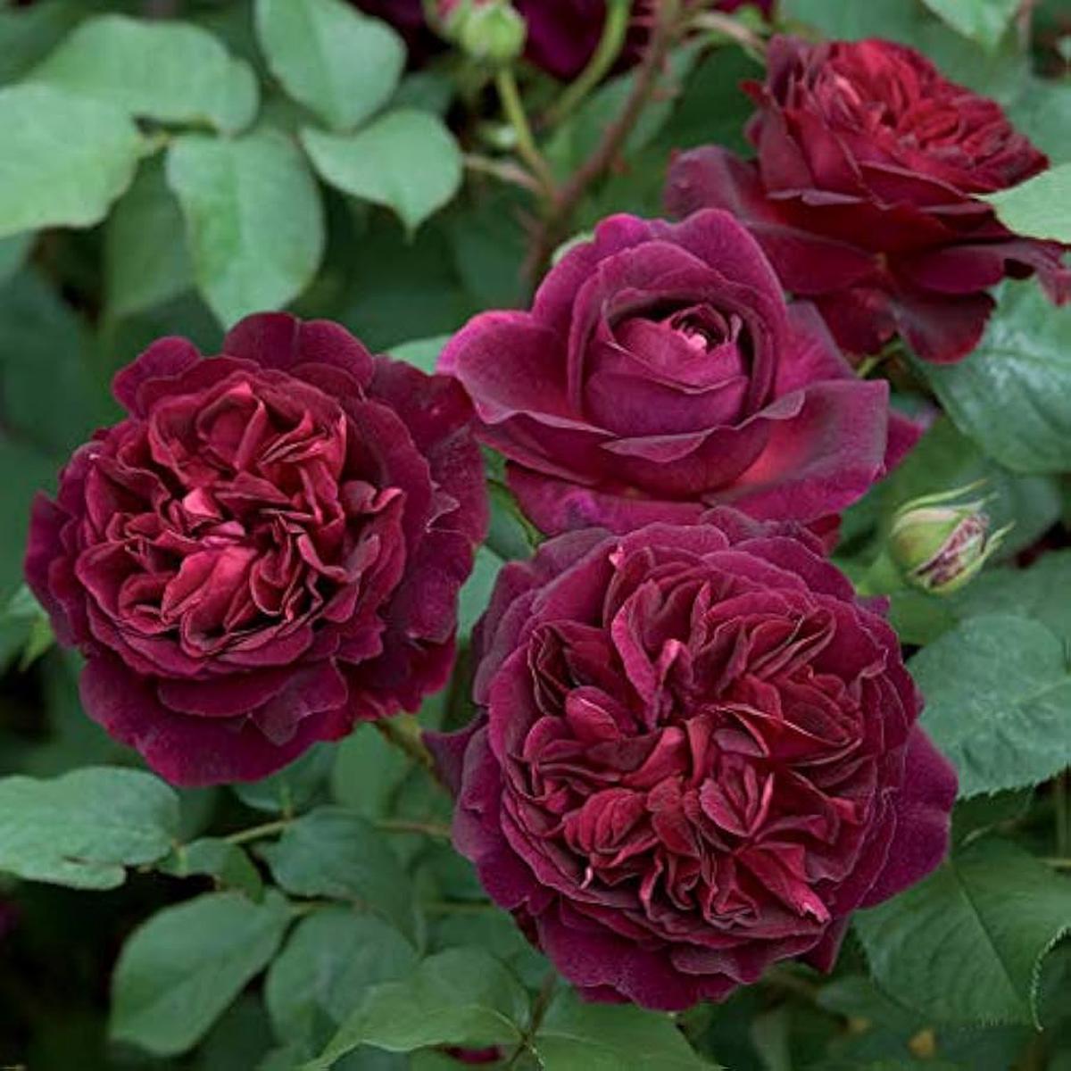 9 Colors of Chinese Rose Rosa chinensis Seeds for Planting in Flower Bed and Garden