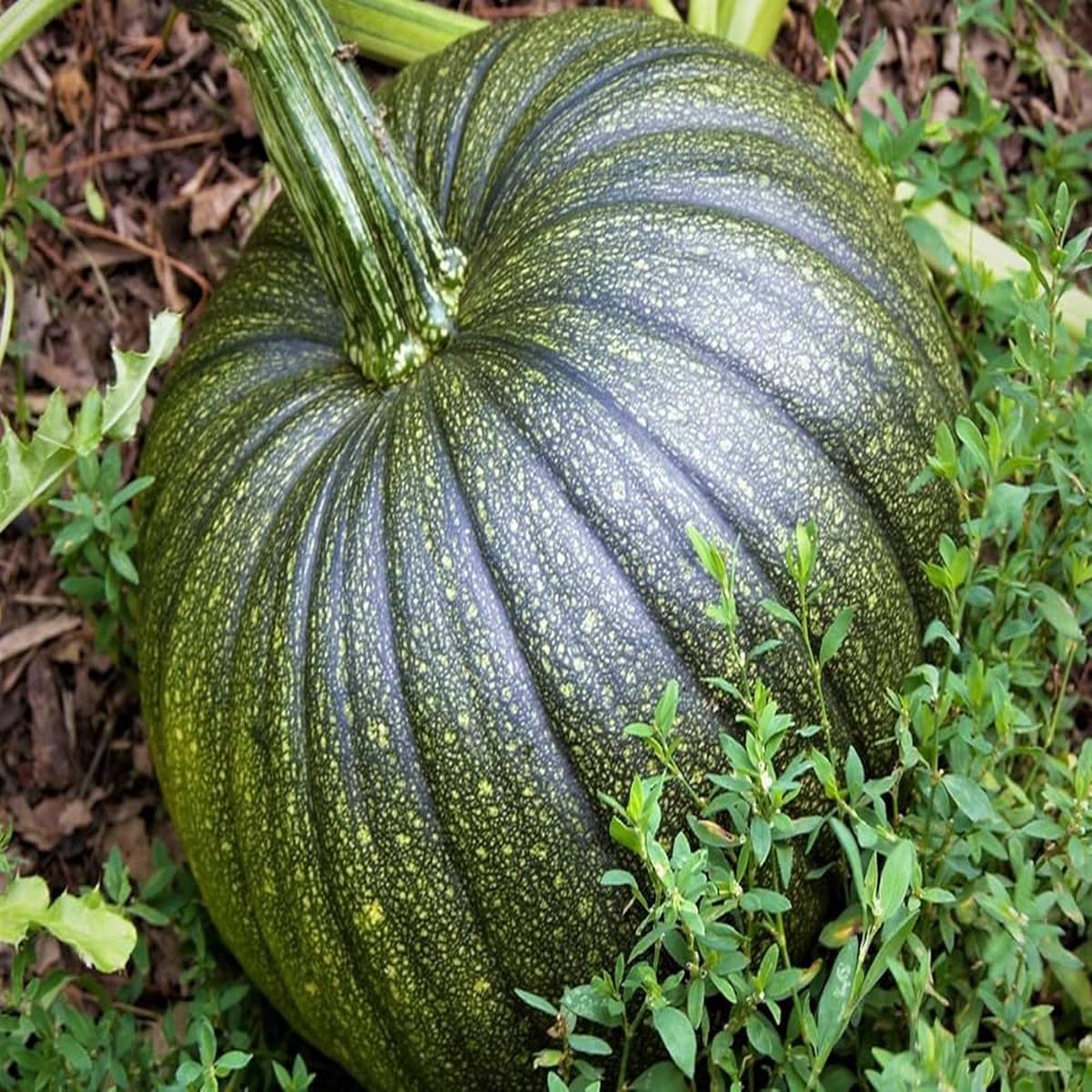 Apple Pumpkin Seeds for Planting Cucurbita pepo for vegetable patch and backyard garden