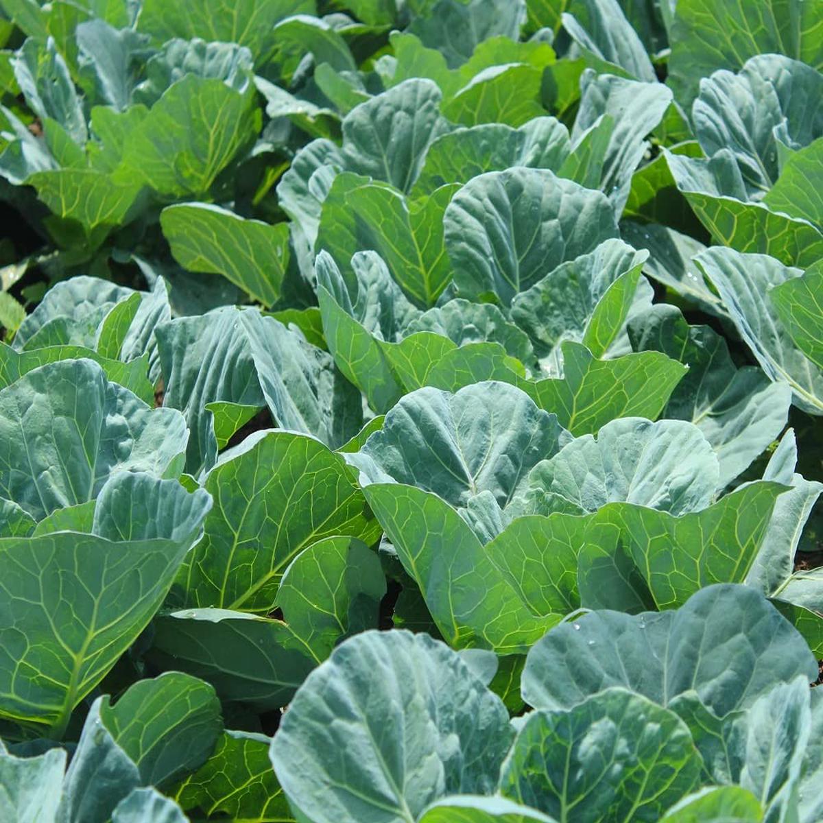 Georgia Collard Seeds for Planting Brassica oleracea Vegetable Patch Home Garden
