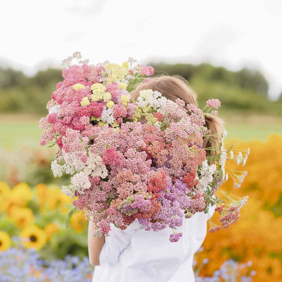 Achillea Millefolium Yarrow Colorado Mix Seeds  Flower Seeds for Garden and Container Planting