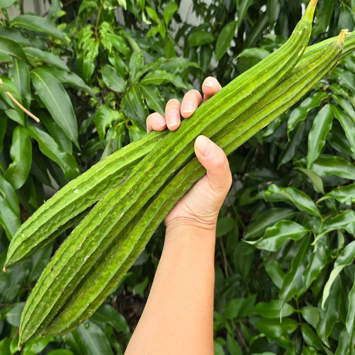 Angled Gourd Seeds for Planting