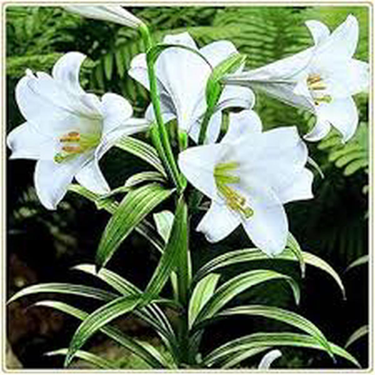 Organic Heirloom Non-GMO Lilium Regale Seeds for Planting  Healthy Vibrant Blooms