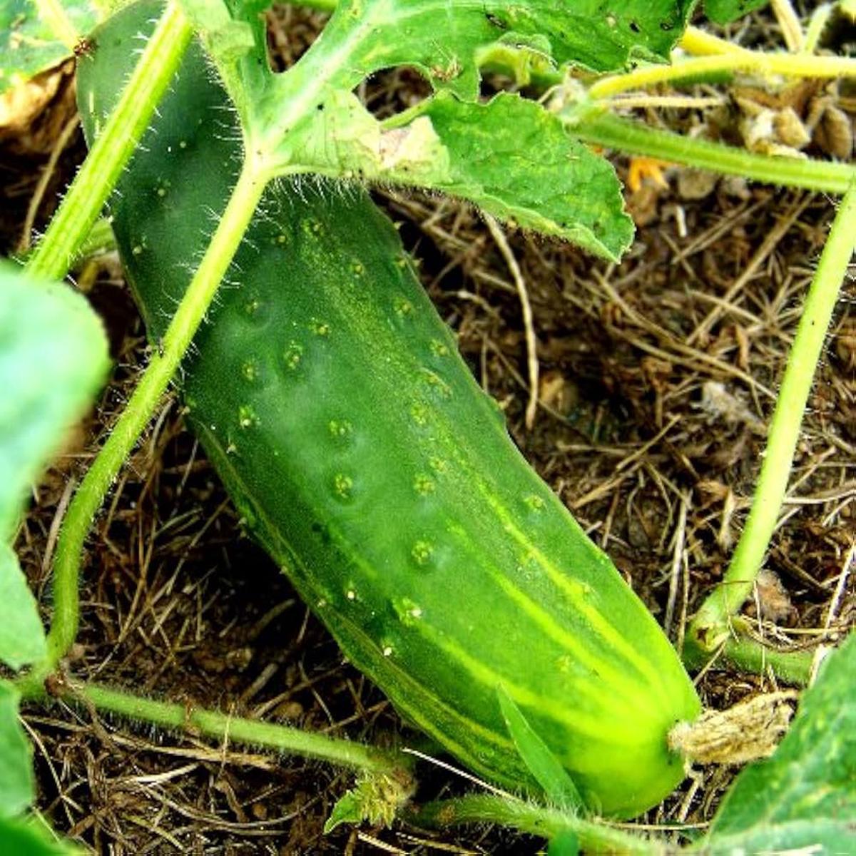 Cucumber Seeds for Planting Rare Green Variety for Vegetable Patch and Urban Garden