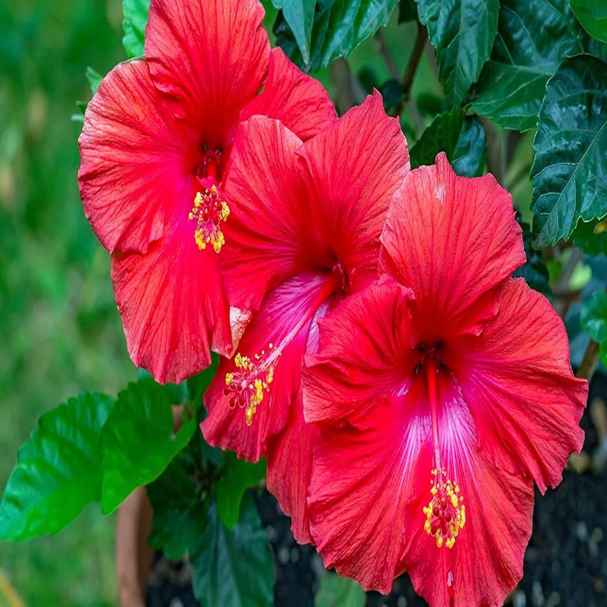 Disco Belle Hibiscus Hibiscus rosa-sinensis Flower Seeds for Planting in Flower Bed