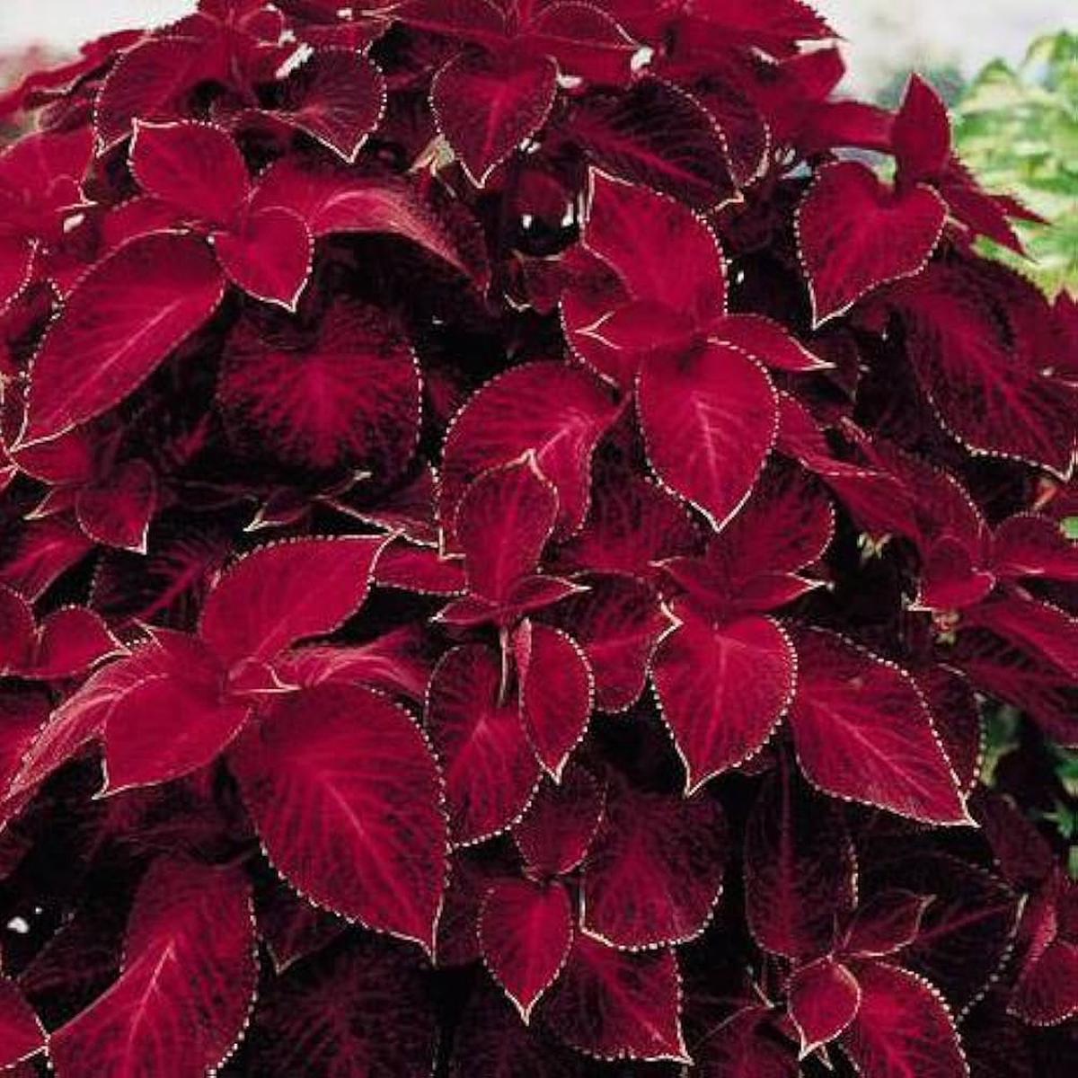 Heirloom Deep Red Coleus Flower Seeds for Planting  Non-GMO, Bold Ornamental Foliage Variety