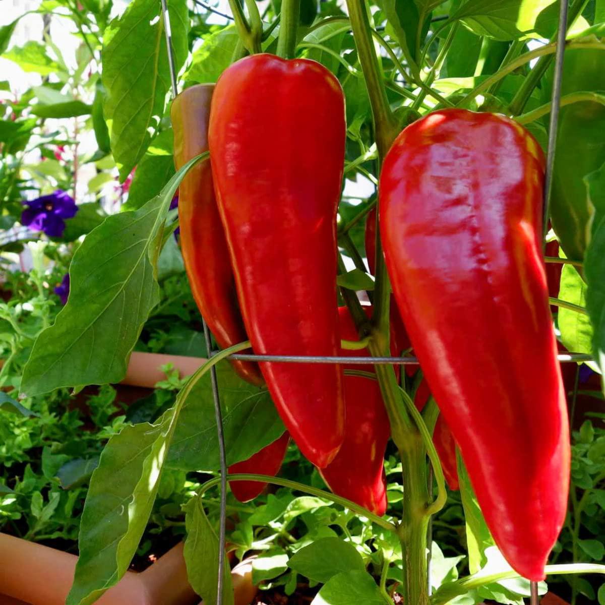 Marconi Red Pepper Capsicum annuum Seeds for Planting Vegetable Patch Salsa Garden
