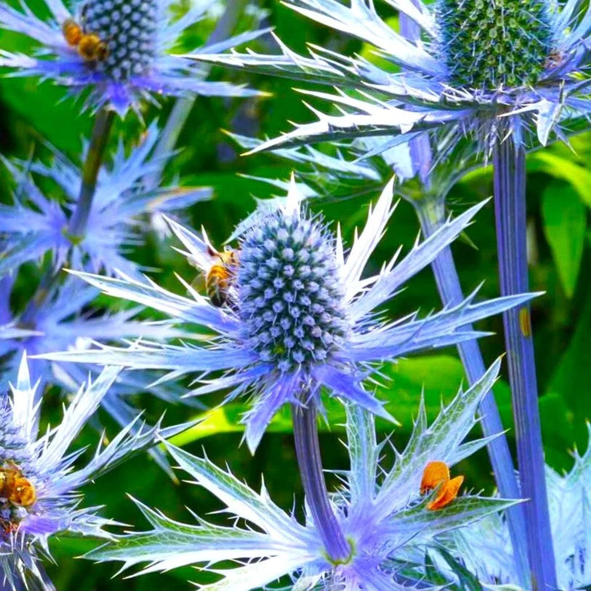 Sea Holly Seeds Blue Thistle Eryngium Eryngo Flower Seed Shipping  Heirloom, Non-GMO, High Germination Organic Garden Seeds