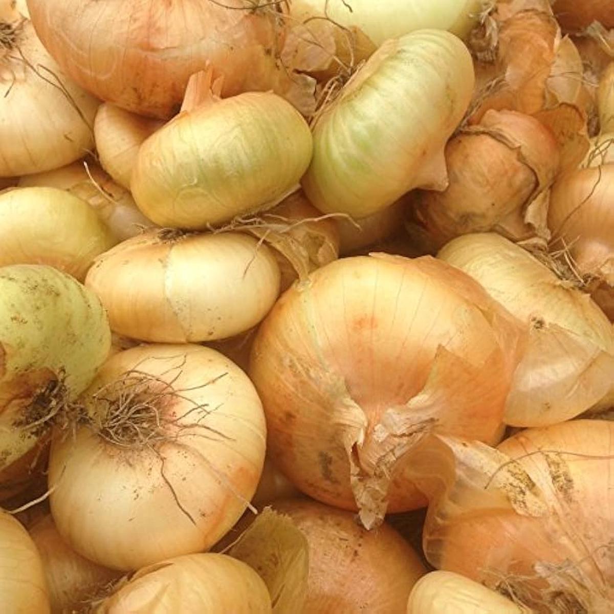 Cipollini Mini Onion Seeds Allium cepa 'Gold Coin' for Sweet Heirloom Harvests