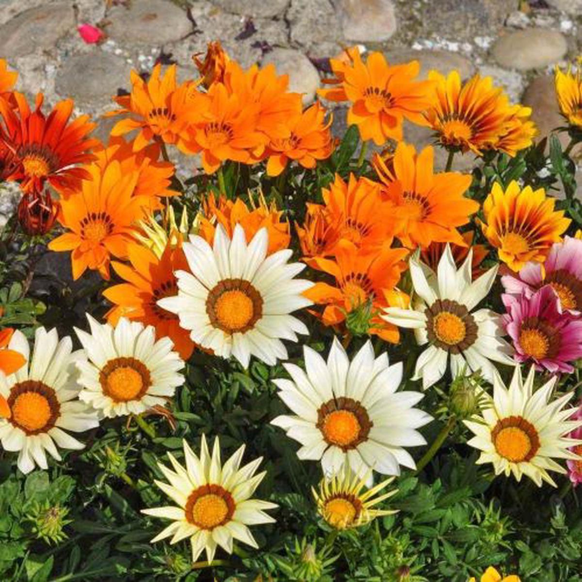 Gazania Star Light Open Pollinated  Heirloom, Non-GMO, High Germination Organic Garden Seeds
