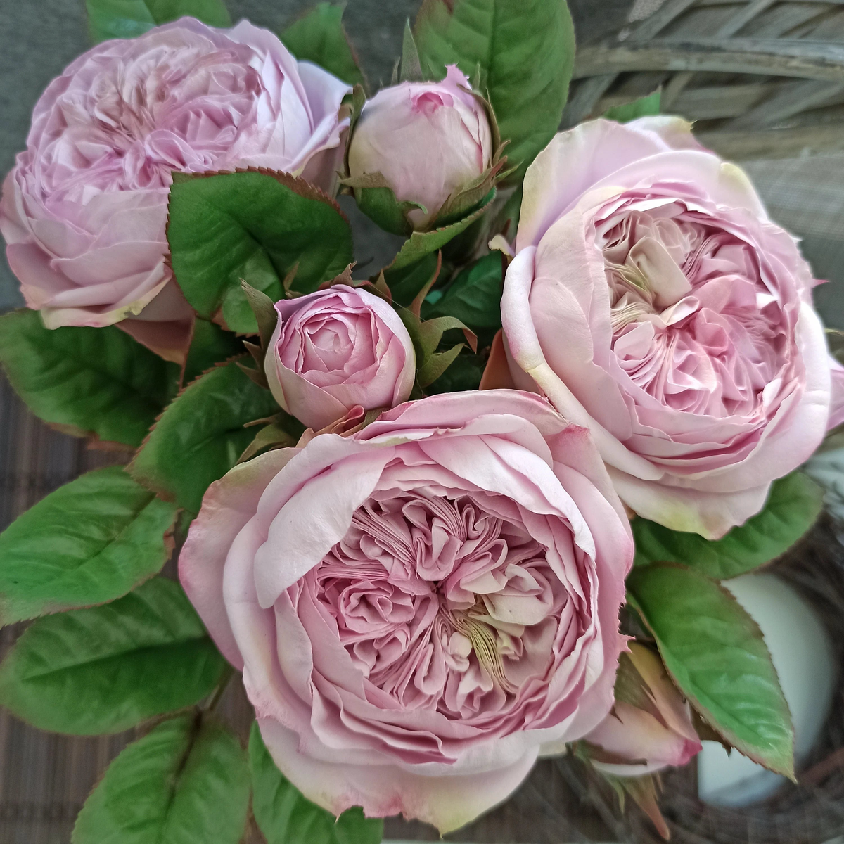 Heritage Rose Seeds  Pink David Austin Rose for Garden and Bonsai Planting