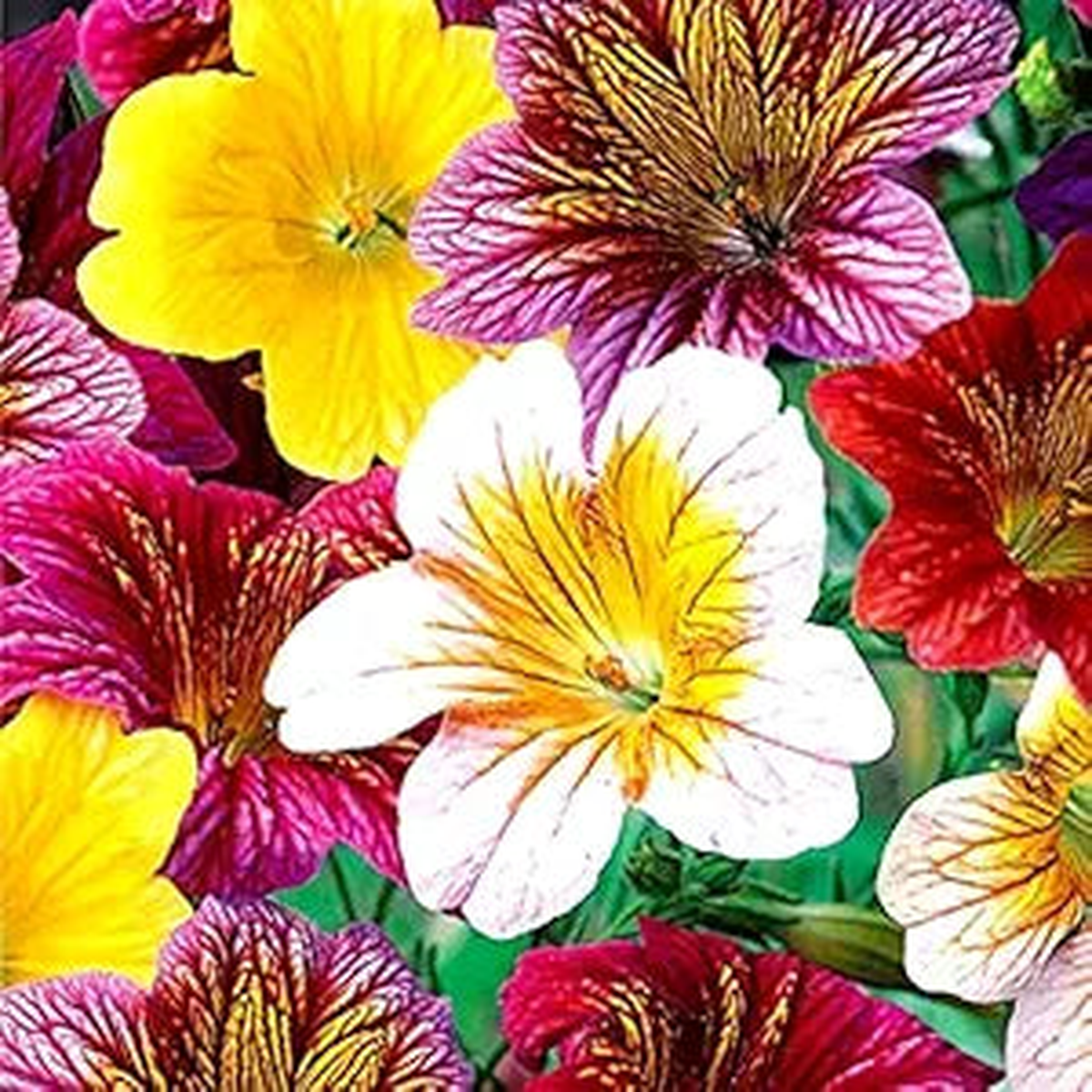 Salpiglossis Salpiglossis spp Flower Seeds for Planting in Flower Bed