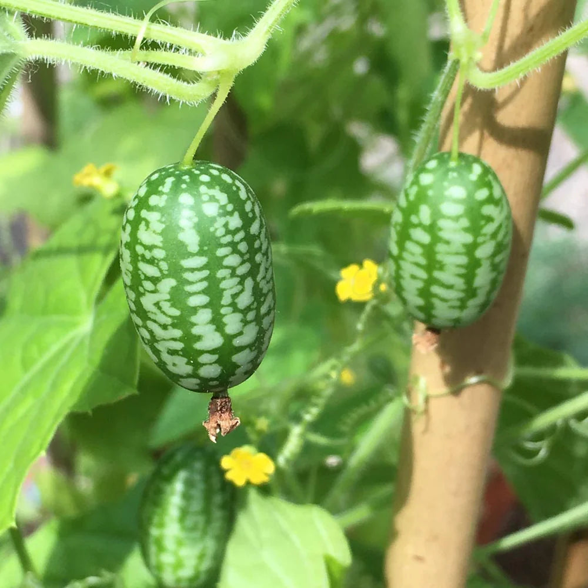 Melothria Scabra Mouse Melon Seeds  Mini Cucamelon Fruit